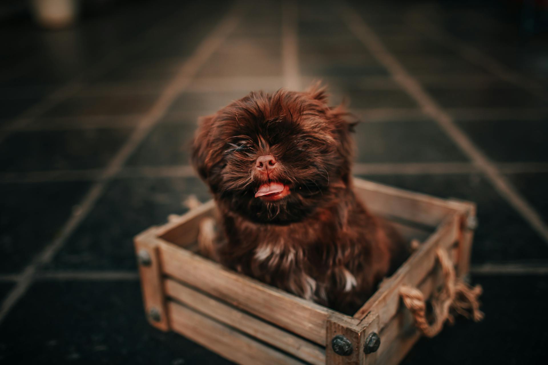 Charming puppy resting in wooden box in house