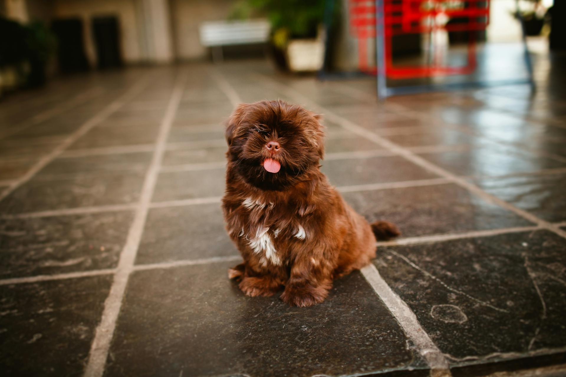 From above of Russian Colored Lapdog with tongue out sitting on tiled floor in house