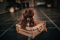 Funny fluffy puppy in box at home