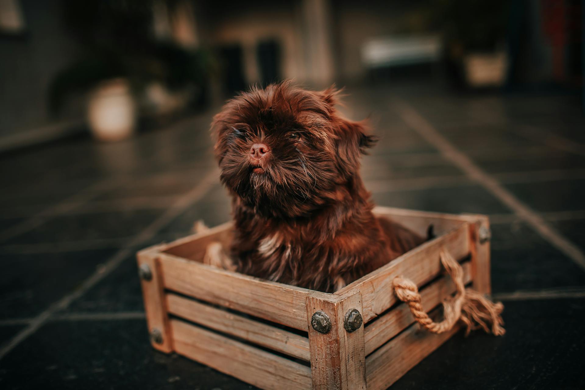 Russian Colored Lapdog with dreamy gaze and brown fur resting in box while looking up