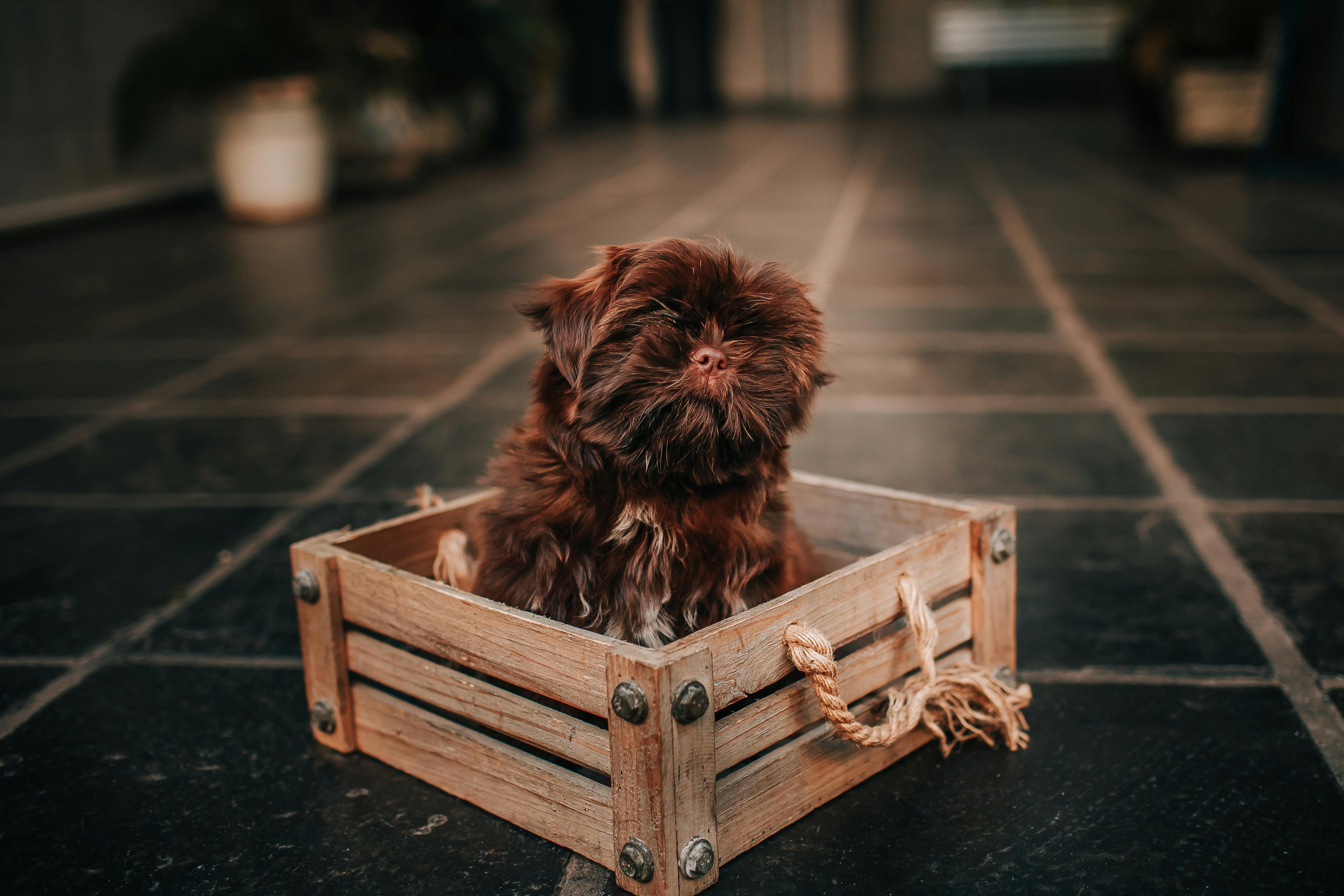 pet technology, pet technology companies, pet technology jobs, pet technology store, pet technology brain, pet technology mar
