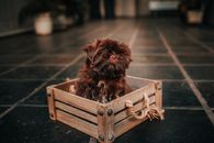 Russian Colored Lapdog in box at home