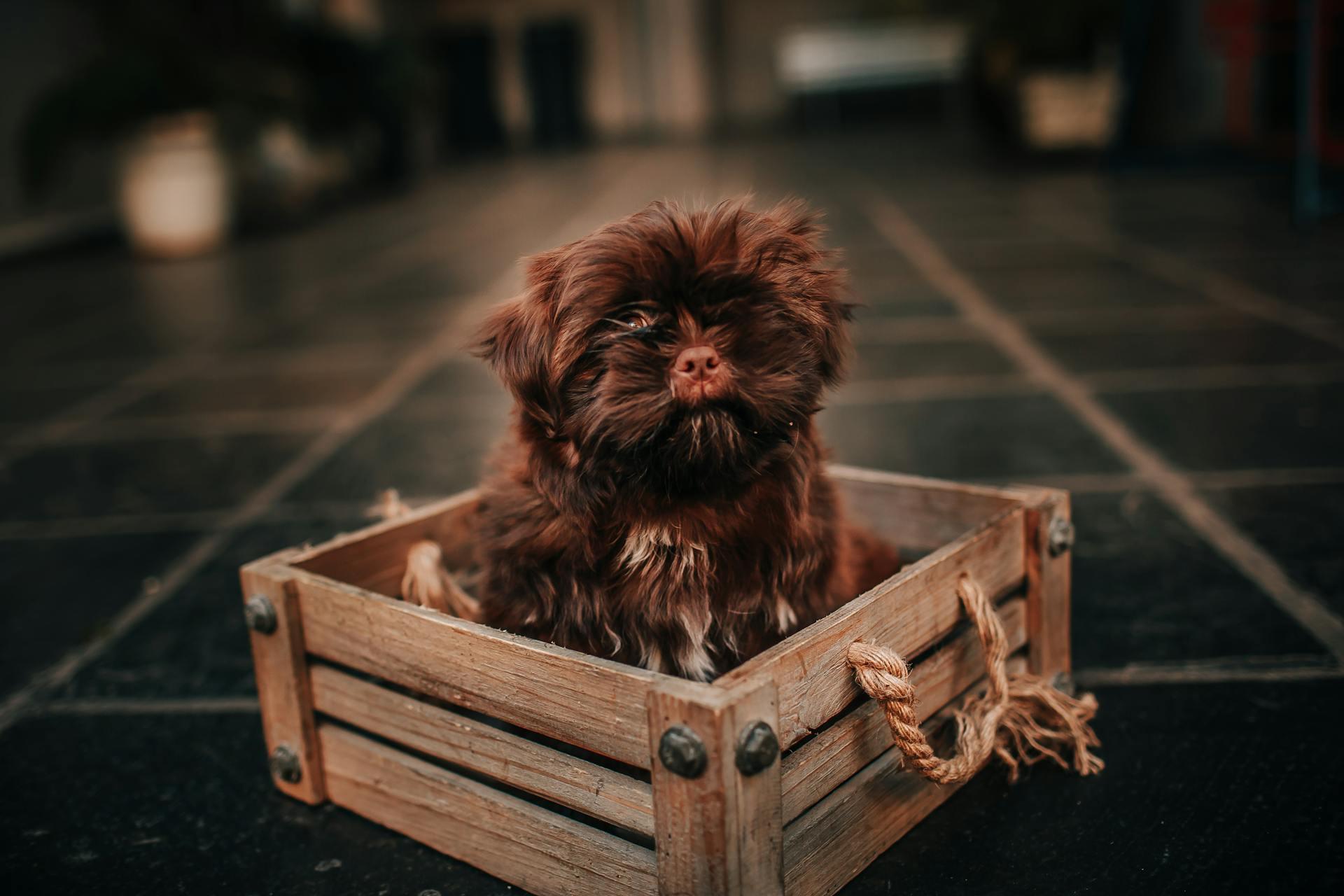 Van bovenaf van een schattige melancholische pup met bruine vacht die opkijkt in een doos in huis.