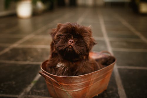 Adorable purebred puppy in metal bath in house