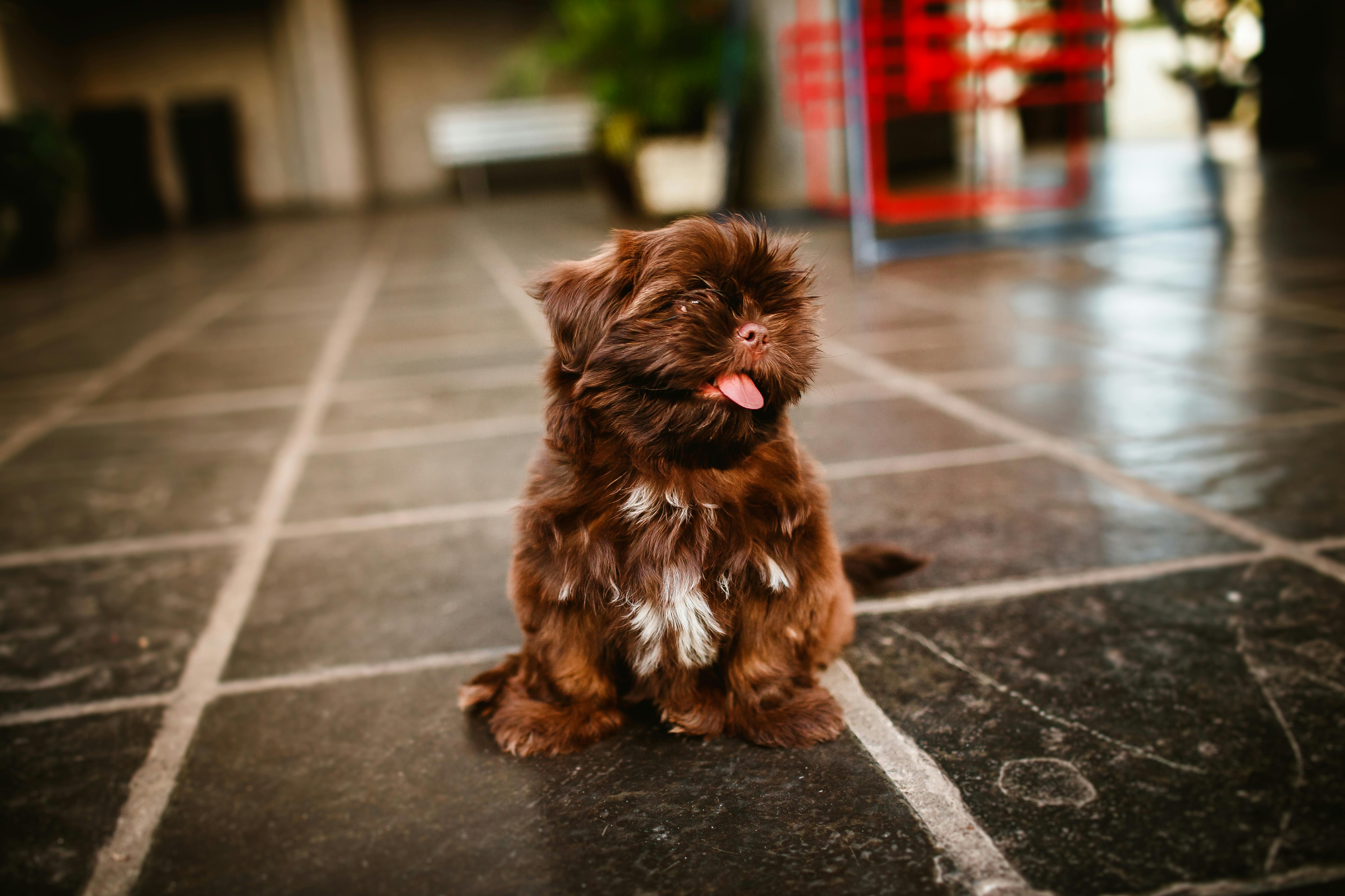 From above of Russian Colored Lapdog with tongue out sitting on floor while looking away