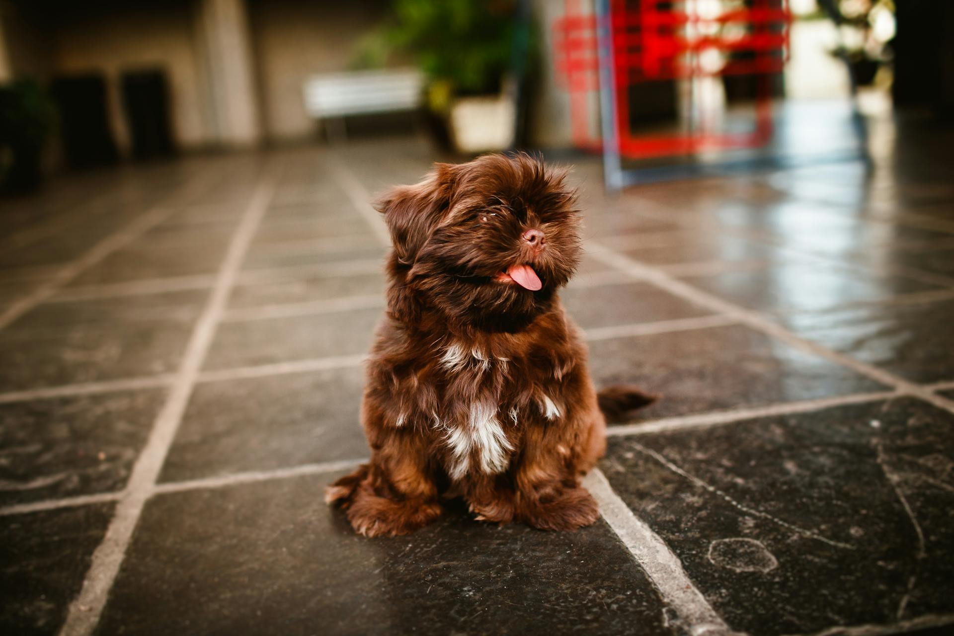 From above of Russian Colored Lapdog with tongue out sitting on floor while looking away