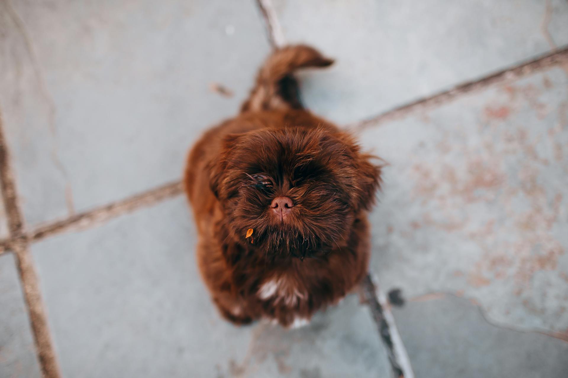 Little dog with brown fur on rough pavement