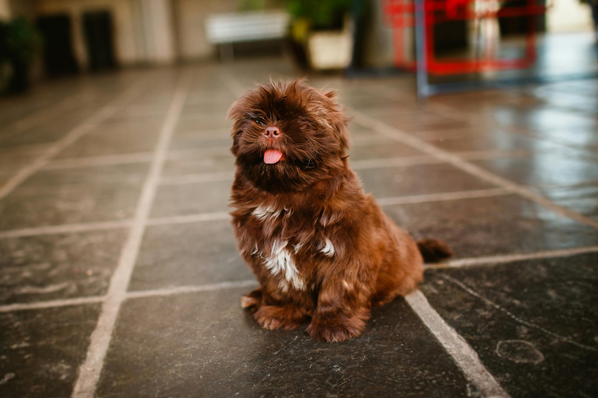 From above of cute fluffy puppy with brown and white fur sitting with tongue out on floor