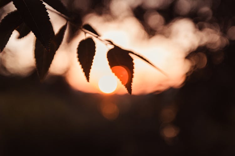 Silhouette Of Leaves