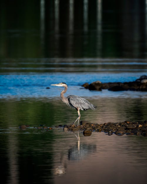 Gratis stockfoto met aviaire, beest, birdwatching