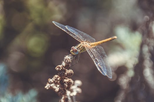 Detailed capture of a dragonfly perched on a dry plant, showcasing intricate wing patterns.