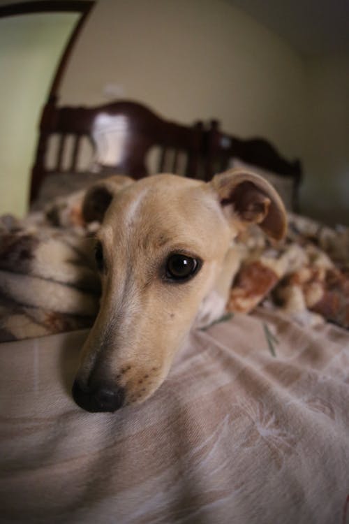 Italian Greyhound dog with brown and white fur lying peacefully on blanket on bed in light apartment