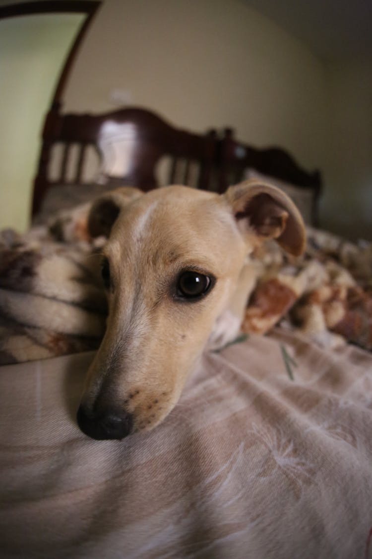 Curious Dog Lying On Bed At Home