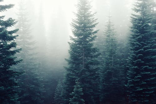 Darmowe zdjęcie z galerii z ciemne tło lasu, drzewa, jodły