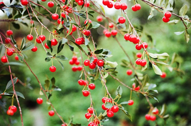 Cherries On A Tree 