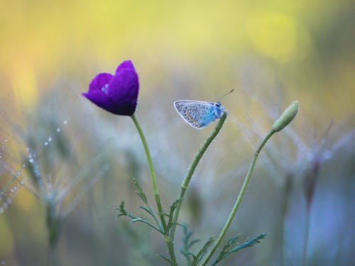 Violet flower growing in field