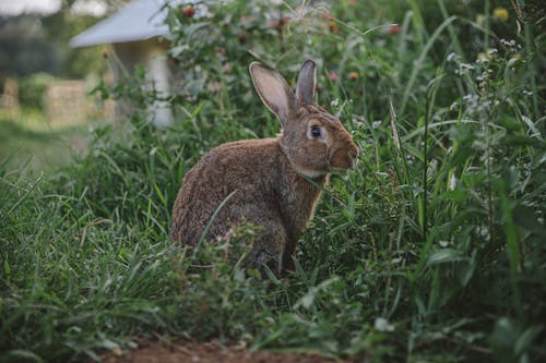 Free Бесплатное стоковое фото с грызун, заяц, кролик Stock Photo