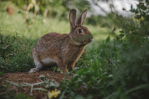 Free 兔子, 動物攝影, 可愛 的 免费素材图片 Stock Photo