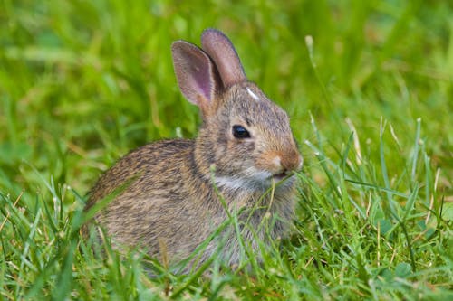 Free Brown Rabbit on Green Grass Stock Photo