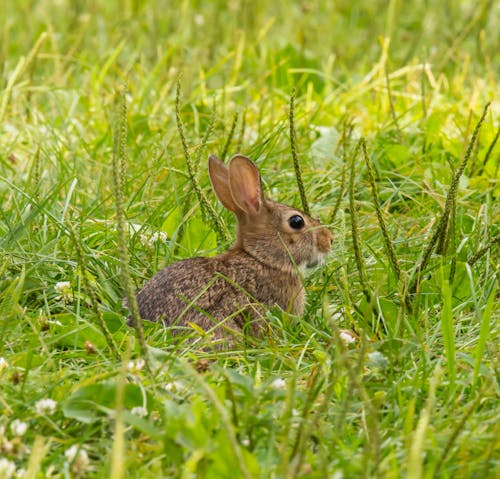免費 兔子, 動物攝影, 可愛 的 免費圖庫相片 圖庫相片