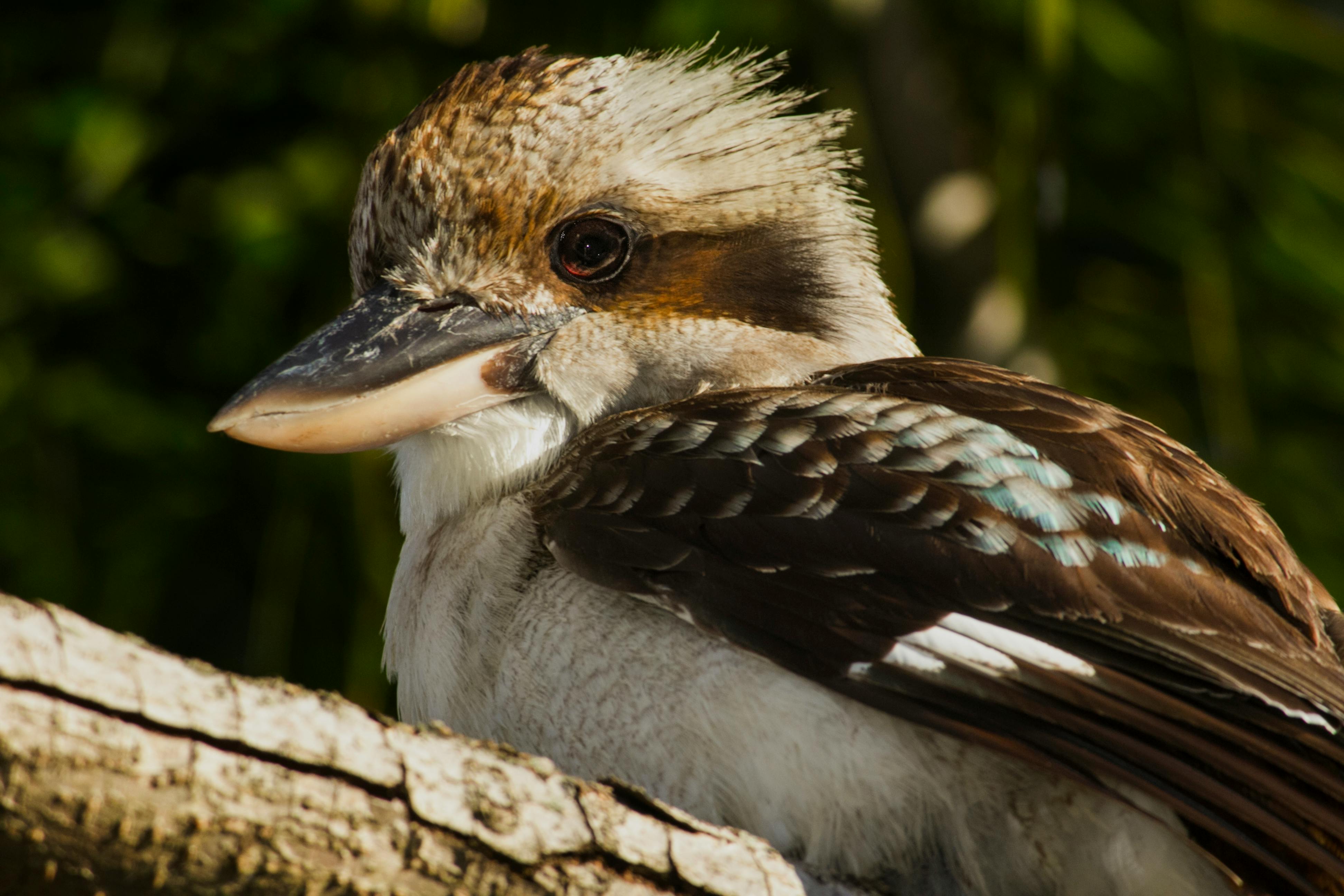 HD laughing-kookaburra wallpapers | Peakpx