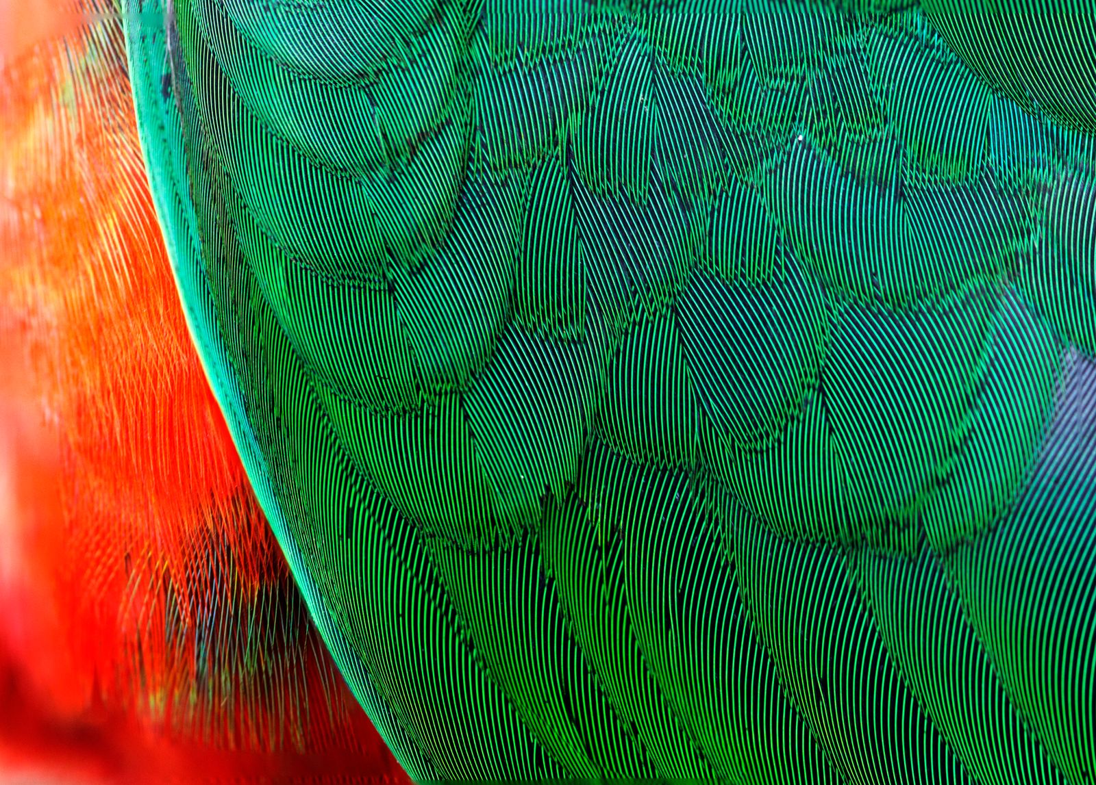 Green feather paint by numbers