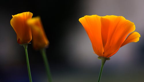 
A Close-Up Shot of California Poppy Flowers