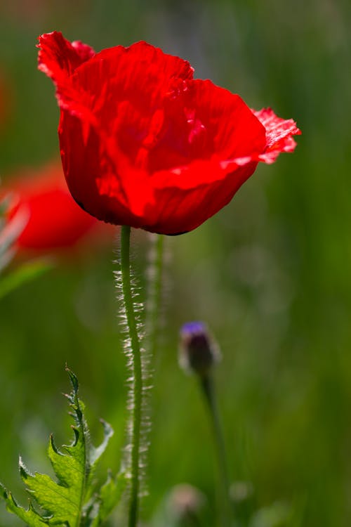 Close-up of Poppy Flower Growing in Field