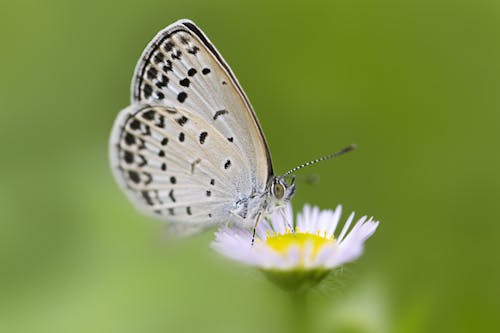 White and Black Butterfly Perched on Yellow Flower in Close Up Photography