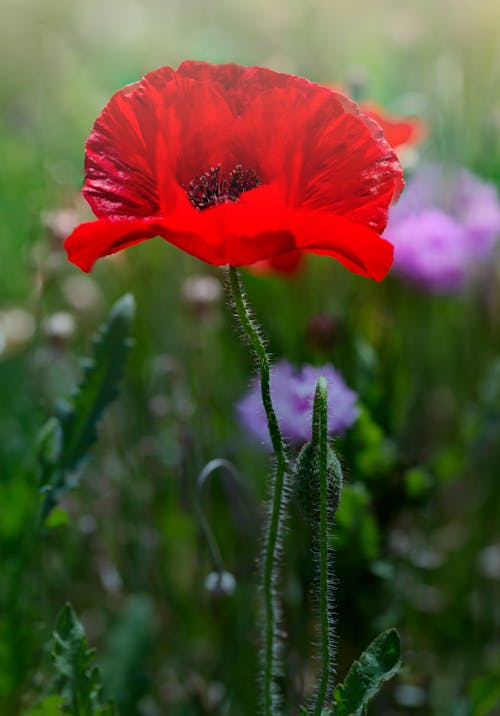 Kostenloses Stock Foto zu blumenphotographie, grüne blätter, rote blume