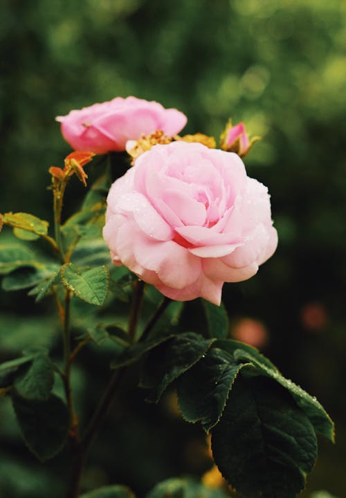 Kostenloses Stock Foto zu blühende blumen, blumenphotographie, dunkelgrüne blätter