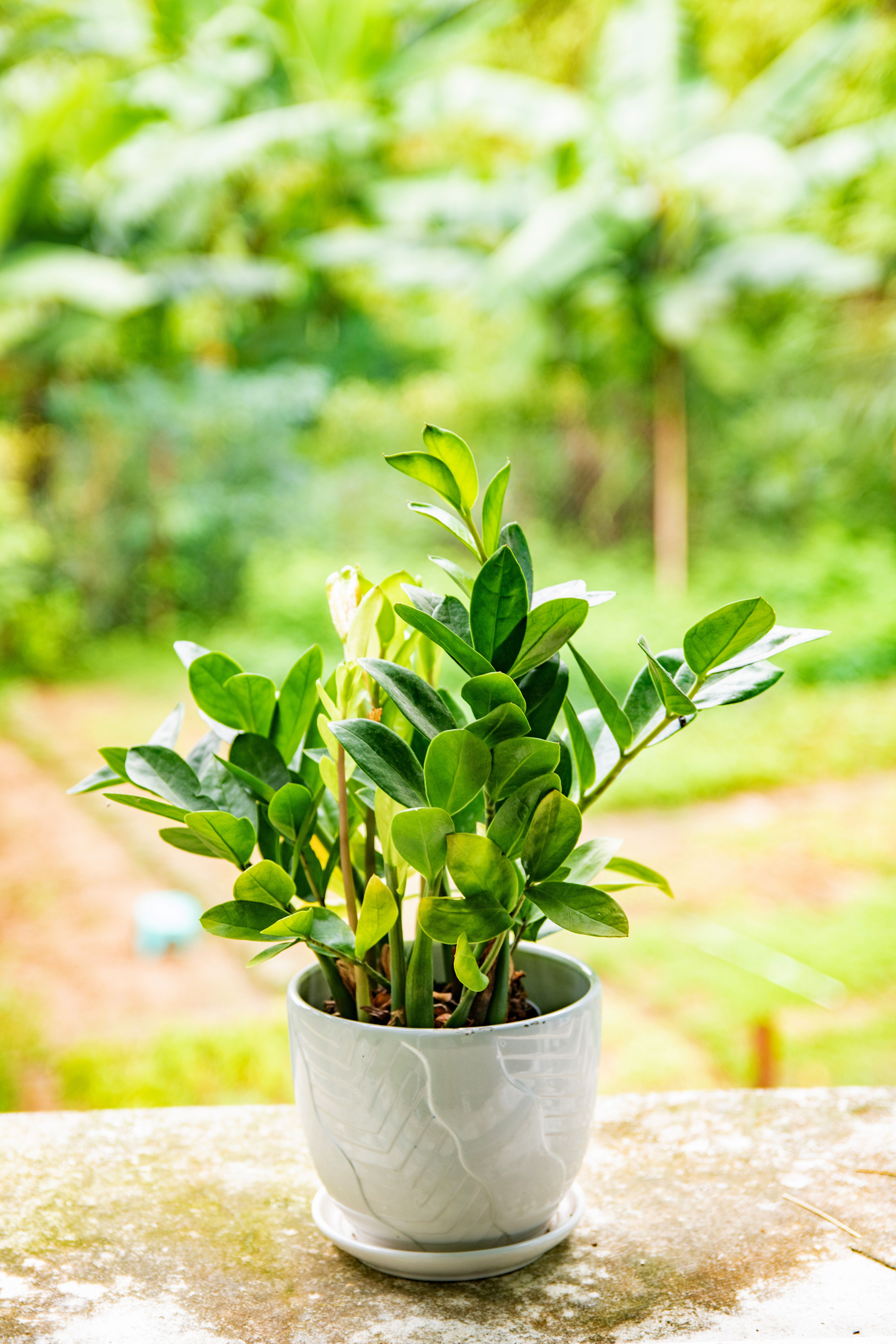 zz plant in ceramic pot