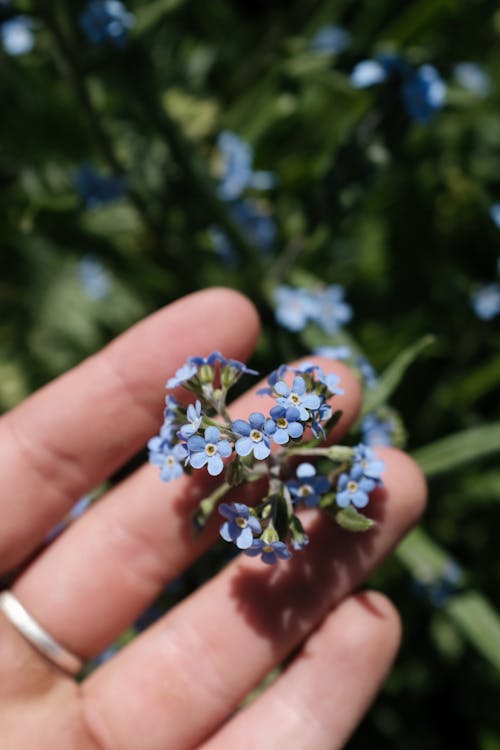 myosotis sylvatica, ハンド, フローラの無料の写真素材