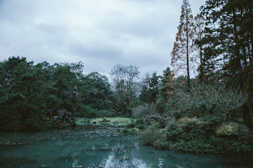 Scenery view of pond near grass meadow with high trees under sky with clouds