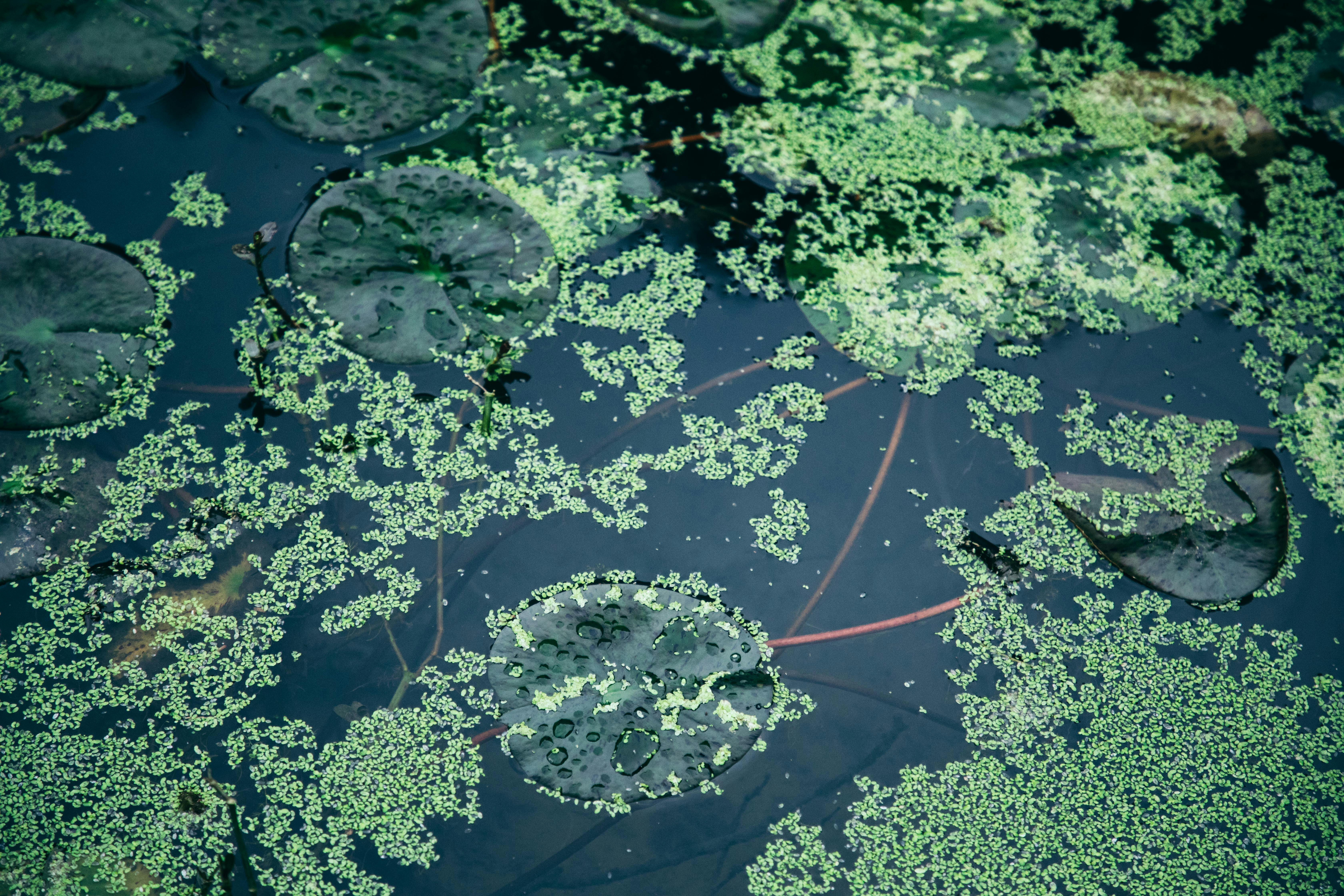 Swamp with aquatic plants on surface in daylight · Free Stock Photo