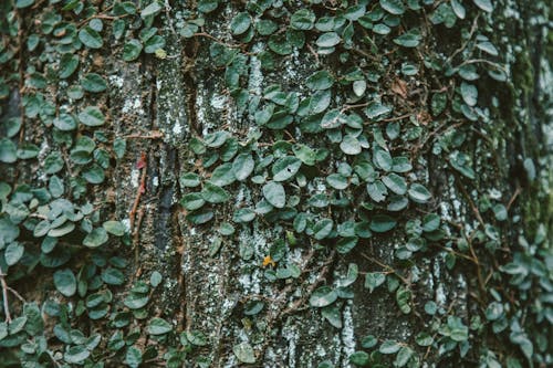 Základová fotografie zdarma na téma barva, bujný, celý snímek