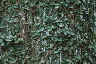 Tree with green creeping plants in forest