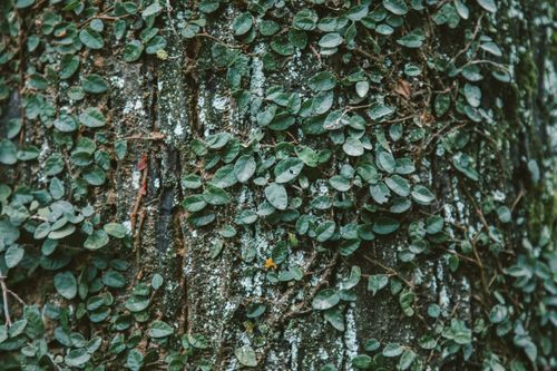 Free Textured background of tree with dry rough bark and climbing plants with small leaves in woods Stock Photo