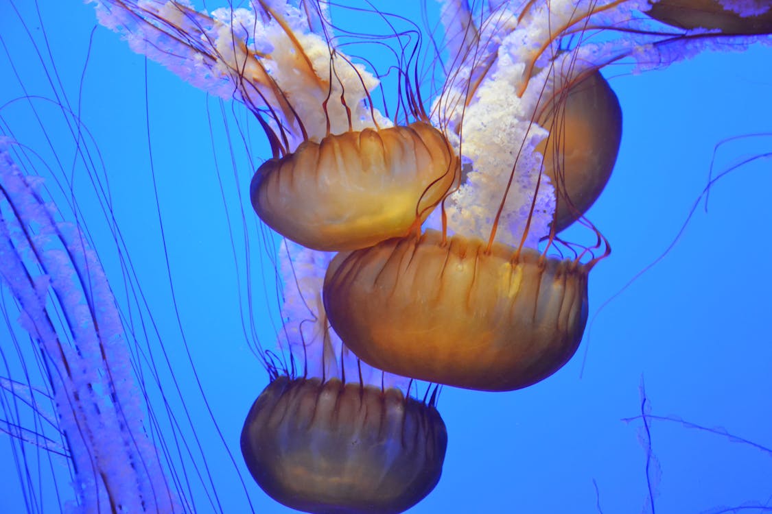 Four Giant Brown Jellyfish Underwater