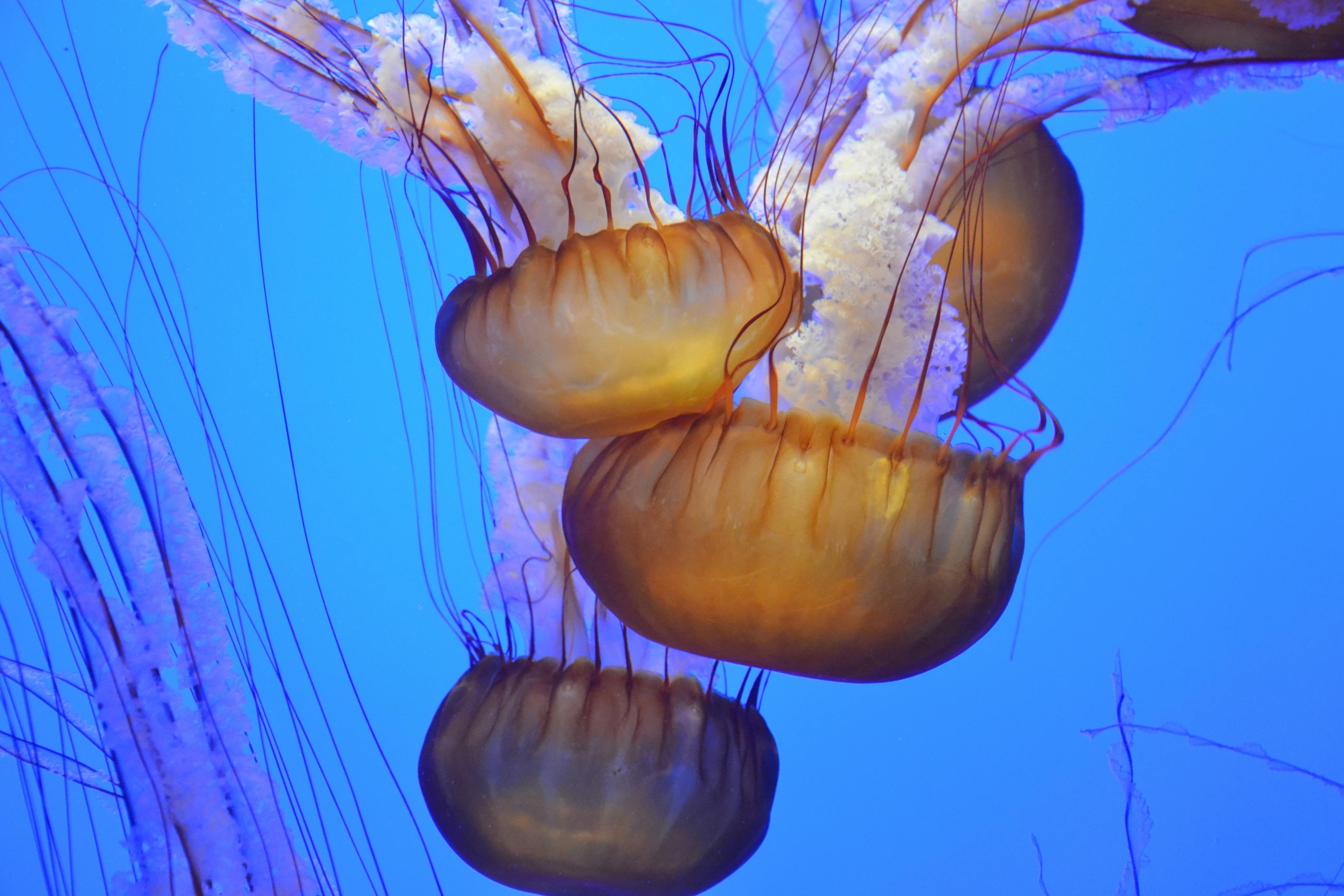 kostenloses-foto-zum-thema-aquarium-ozean-qualle