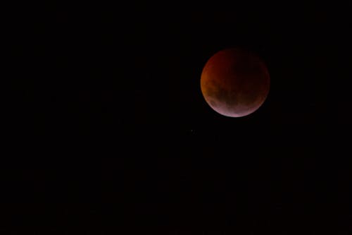 Free stock photo of eclipse, luna de sangre, luna llena