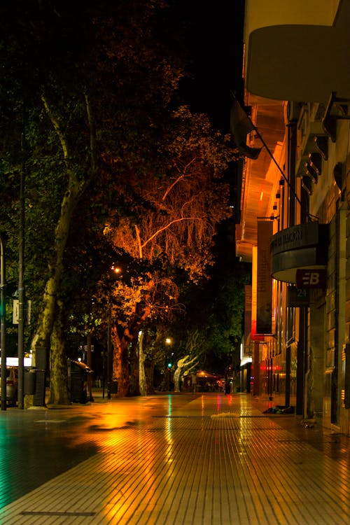 Free stock photo of arboles, arboles en la noche, calle de la ciudad