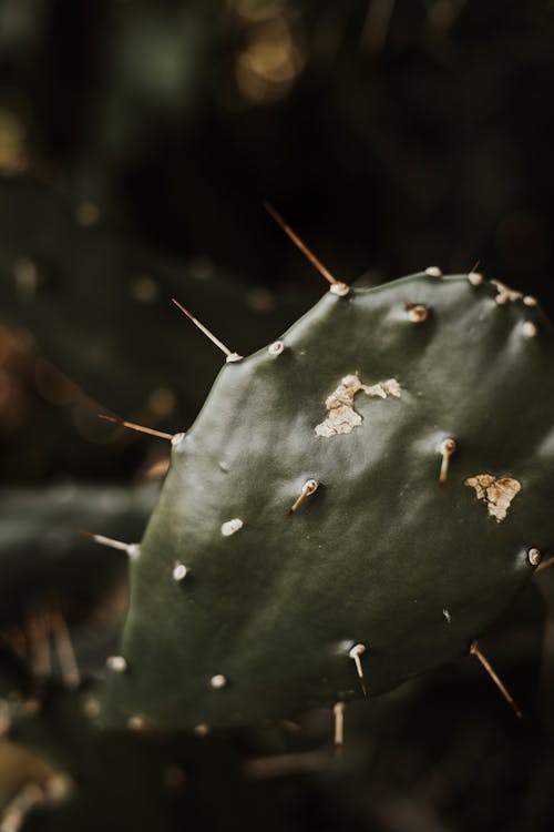 Gratis Immagine gratuita di avvicinamento, cactus, impianto Foto a disposizione