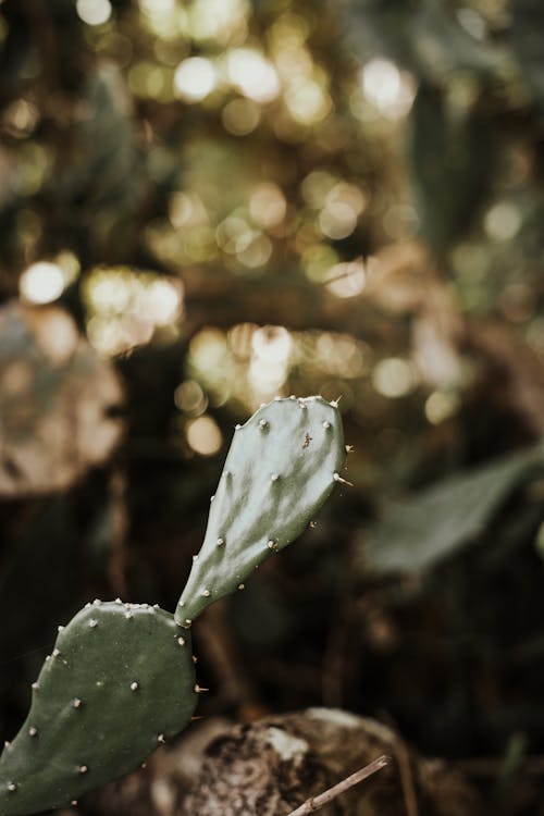 Cactus in Close Up Photography