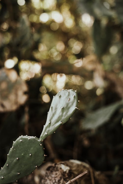 Základová fotografie zdarma na téma detail, kaktus, ostny