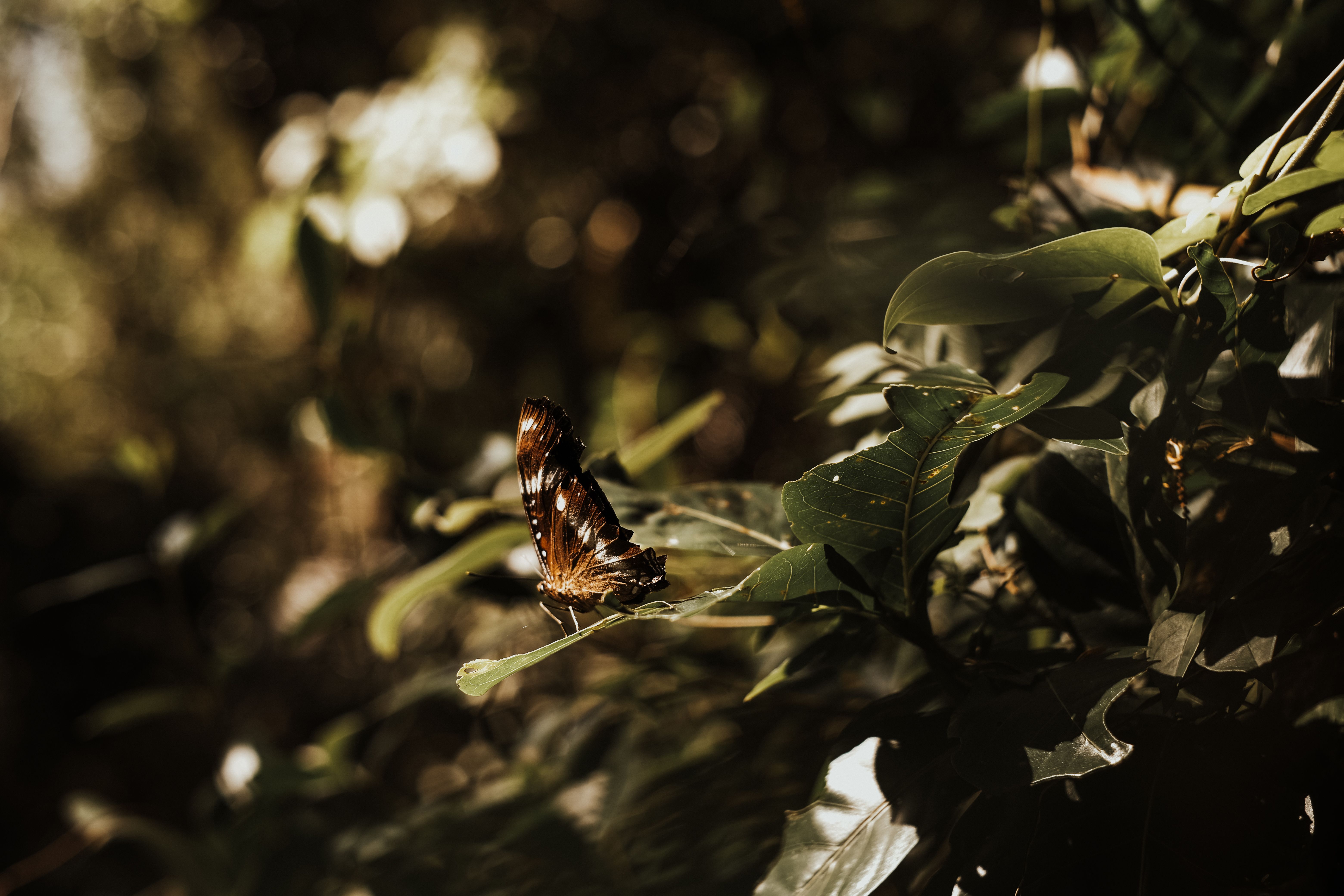 Butterfly on a leaf, Togo