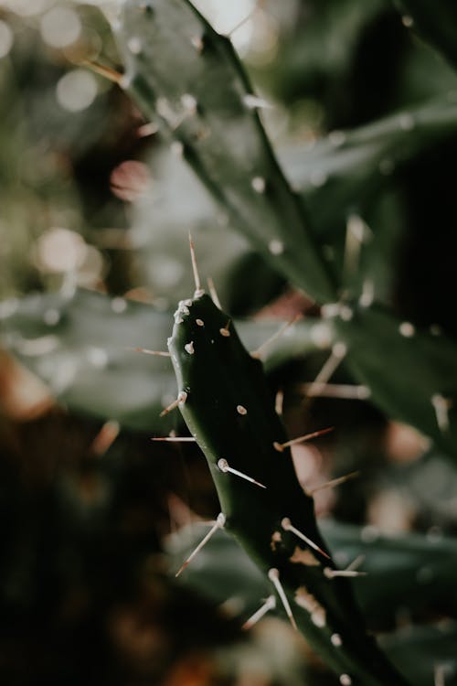 Close Up Photo of Cactus