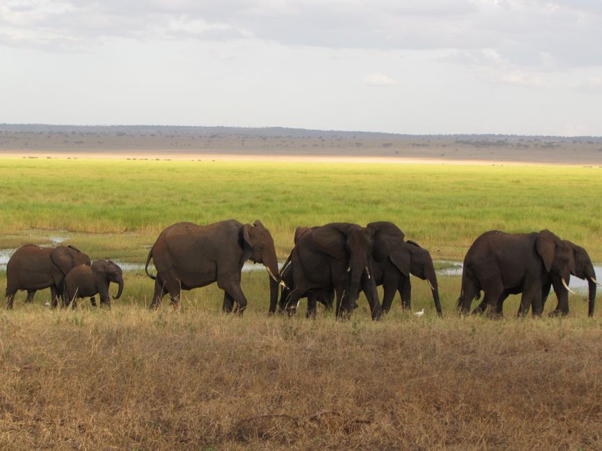 A family of elephants walking across the savanna with a scenic grassland backdrop.
