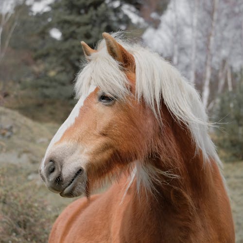 Free Brown Horse in Close Up Photography Stock Photo