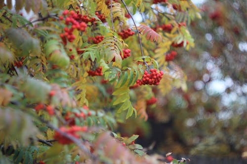 Darmowe zdjęcie z galerii z czerwone jagody, drzewo, flora